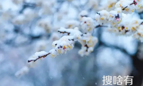 2022小雪节气不下雪是不是今年冬天就不冷3