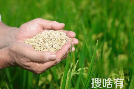 2023年是饥饿年吗3