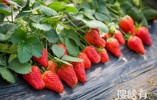 冬天草莓怎么加热好吃2